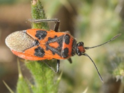 Rhopalidae